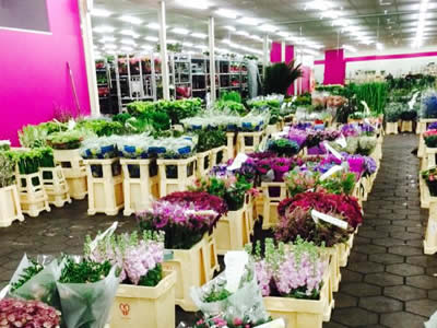 Blumenhaus Rogge - Lotterstrasse